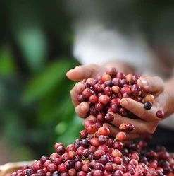 Nescafé Dolce Gusto Cortado Espresso Macchiato Capsules - 90 Koffiecups 15 Nescafé Dolce Gusto Cortado Espresso Macchiato Capsules - 90 Koffiecups -Koffie en Thee Verkoop 1192x1200