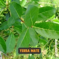 Cupplement | Thee Set 2 Delig | Yerba Mate 100 Gram & Matcha 90 Gram | Biologisch | Gratis Verzending, Opschuimer & Batterijen | Cadeau Pakket -Koffie en Thee Verkoop 1200x1200 486