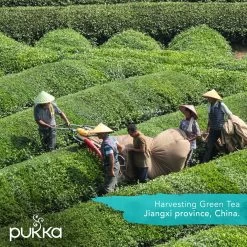 Pukka Original Kruidenthee Geschenkdoos - 9 Blends Biologische Kruidenthee, Ook Leuk Als Verjaardagscadeau - 45 Zakjes - Theedoos - GB-BIO-05 -Koffie en Thee Verkoop 1200x1200 507