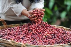 Starbucks Pike Place Medium Roast Koffiebonen - 4 Zakken à 450 Gram -Koffie en Thee Verkoop 1200x798 2