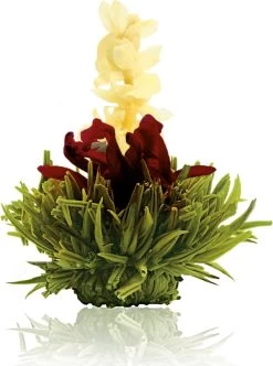 Creano Theebloemen Pakket Groene Thee - Fruitsmaken - 6 Stuks - -Koffie en Thee Verkoop 893x1200 1