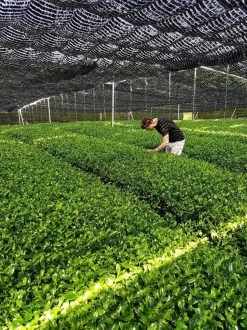 Japanse Premium Matcha Thee - 50 Gram - Inclusief Matcha Klopper - Vol Met Antioxidanten, Vitaminen & Mineralen - Vandaag Besteld, Morgen In Huis! -Koffie en Thee Verkoop 899x1200 10