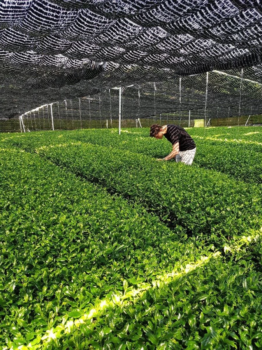 Matcha Thee Starters Kit - Alles Wat U Nodig Heeft Voor De Perfecte Japanse Matcha! Vandaag Besteld, Morgen In Huis! ✔ Gratis Matcha Boek Bij Uw Bestelling! 7 Matcha Thee Starters Kit - Alles Wat U Nodig Heeft Voor De Perfecte Japanse Matcha! Vandaag Besteld, Morgen In Huis! ✔ Gratis Matcha Boek Bij Uw Bestelling! - Afbeelding 5